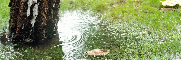 Closeup of a tree in front yard with pooling water in grass, representing a water line leak on a residential property.
