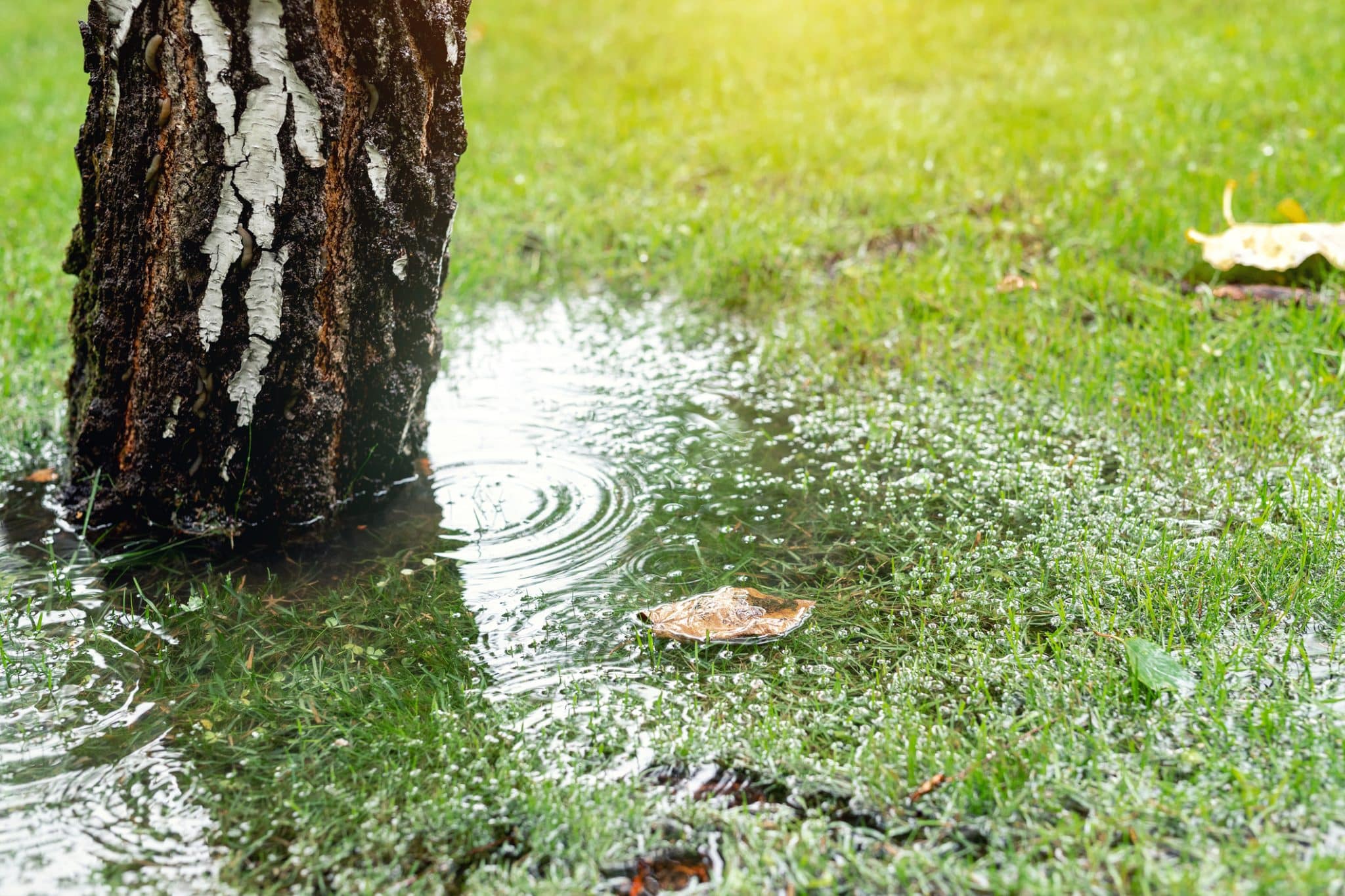 Closeup of a tree in front yard with pooling water in grass, representing a water line leak on a residential property.